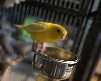 lineolated-parakeet-for-sale-in-wilmington-ma