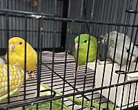 female-parakeet-lineolated-parakeet-for-sale