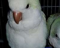 opaline-quaker-parrots-for-sale