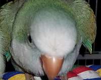 pastel-quaker-parrots-for-sale