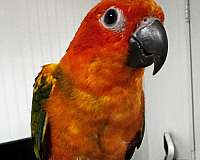 red-bird-for-sale-in-dade-city-fl