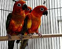 sun-conure-for-sale