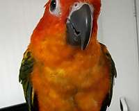 cute-bird-for-sale