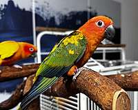 companion-bird-for-sale