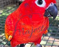 exotic-bird-for-sale