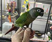 pet-tame-bird-for-sale-in-wilmington-ma