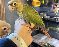 young-green-cheek-conure-for-sale