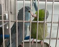 small-bird-for-sale-in-port-st-lucie-fl