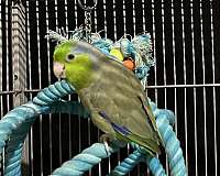 bonded-pair-bird-for-sale-in-port-st-lucie-fl