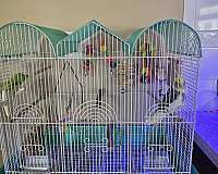 house-trained-bird-for-sale-in-hilliard-oh