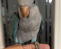 quaker-parrots-for-sale-in-dade-city-fl