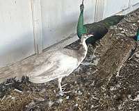 peacock-for-sale-in-oswego-il