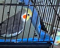 homing-bird-for-sale-in-bloomsburg-pa