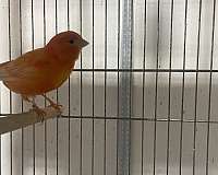 canary-for-sale-in-hagerstown-md