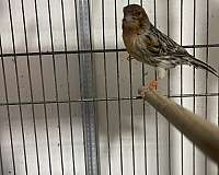 young-canary-for-sale