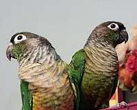 bonded-pair-talking-conure-for-sale