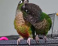 small-bonded-pair-talking-bird-for-sales