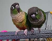 bonded-pair-talking-young-bird