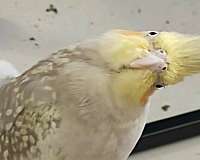 pearl-white-pet-bird-for-sale