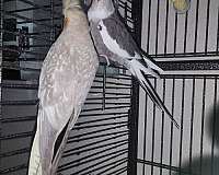 male-female-pearl-white-bird-for-sale