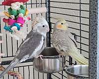 young-pearl-white-bird-for-sale