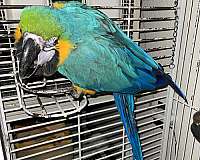 blue-blue-gold-macaw-for-sale