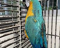 gold-blue-gold-macaw-for-sale