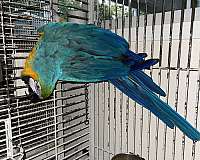 green-blue-gold-macaw-for-sale