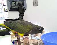 patagonian-conure-bird-for-sale