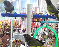 patagonian-conure-for-sale-in-norcross-ga