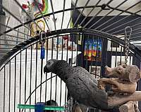 female-bird-for-sale-in-raleigh-nc