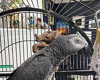 congo-african-grey-parrot-for-sale