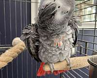 african-grey-parrot-for-sale