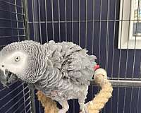 african-grey-parrot-for-sale-in-raleigh-nc