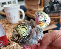 tame-bird-for-sale
