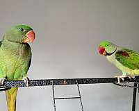 bonded-pair-bird-for-sale-in-sterling-va