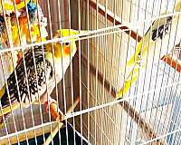 cockatiel-for-sale-in-celina-oh