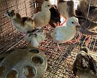 mixed-bird-for-sale-in-bushnell-fl