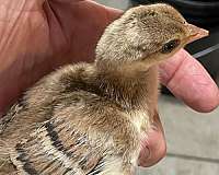 bird-for-sale-in-bushnell-fl