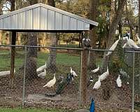 small-bird-for-sale-in-bushnell-fl