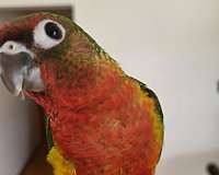 handfed-tame-red-fronted-conure-for-sale