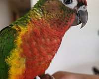 red-fronted-conure-for-sale-in-michigan