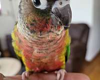 young-red-fronted-conure-for-sale