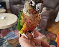 red-fronted-conure-for-sale