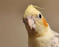 cockatiel-for-sale