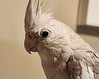 cockatiel-for-sale