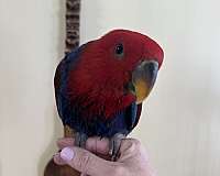 eclectus-parrots-for-sale-in-chesterfield-va