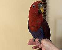 baby-eclectus-parrots-for-sale