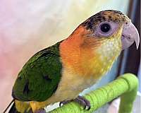caique-for-sale-in-nashua-nh