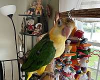 baby-young-bird-for-sale-in-nashua-nh